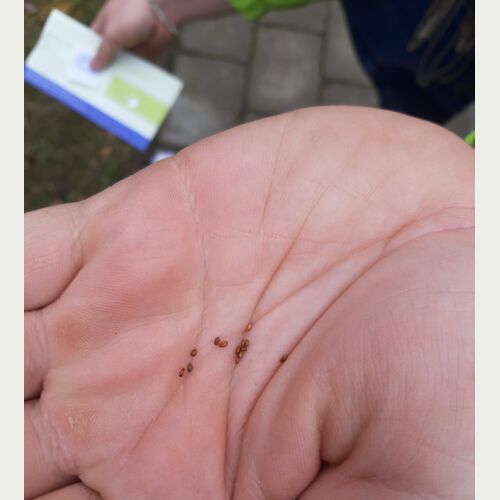 Jetzt ist die ideale Zeit für die Aussaat der Kleinen Braunelle